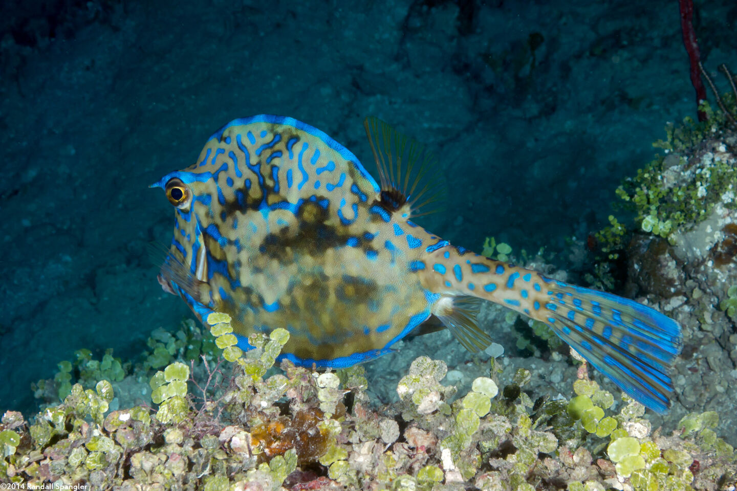 Acanthostracion quadricornis (Scrawled Cowfish)