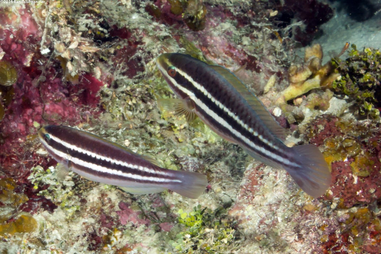 Scarus iseri (Striped Parrotfish)