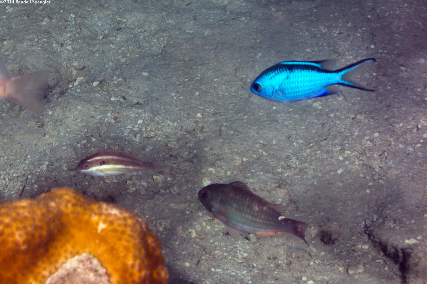 Sparisoma aurofrenatum (Redband Parrotfish)