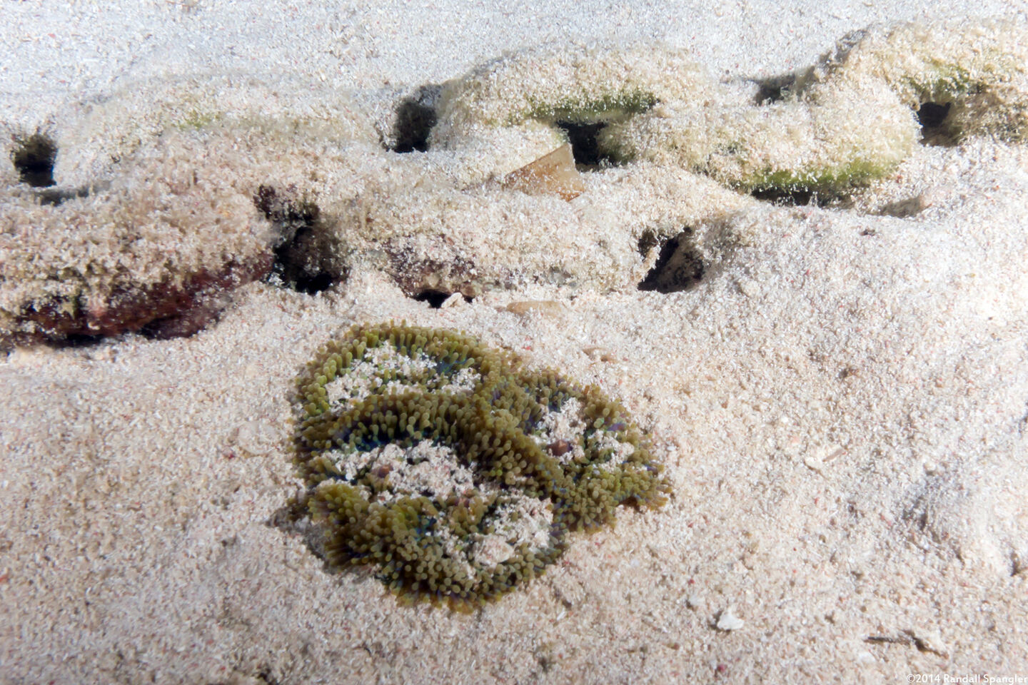 Ricordea florida (Florida Corallimorph)