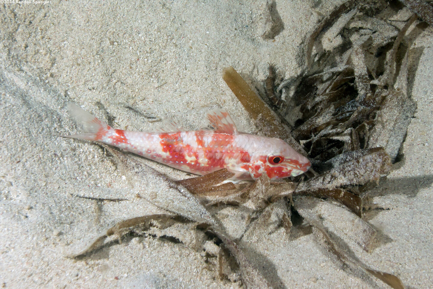 Pseudupeneus maculatus (Spotted Goatfish)