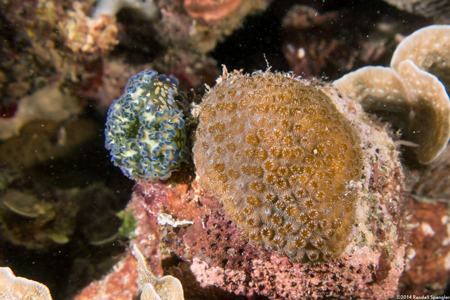 Elysia crispata (Lettuce Slug)