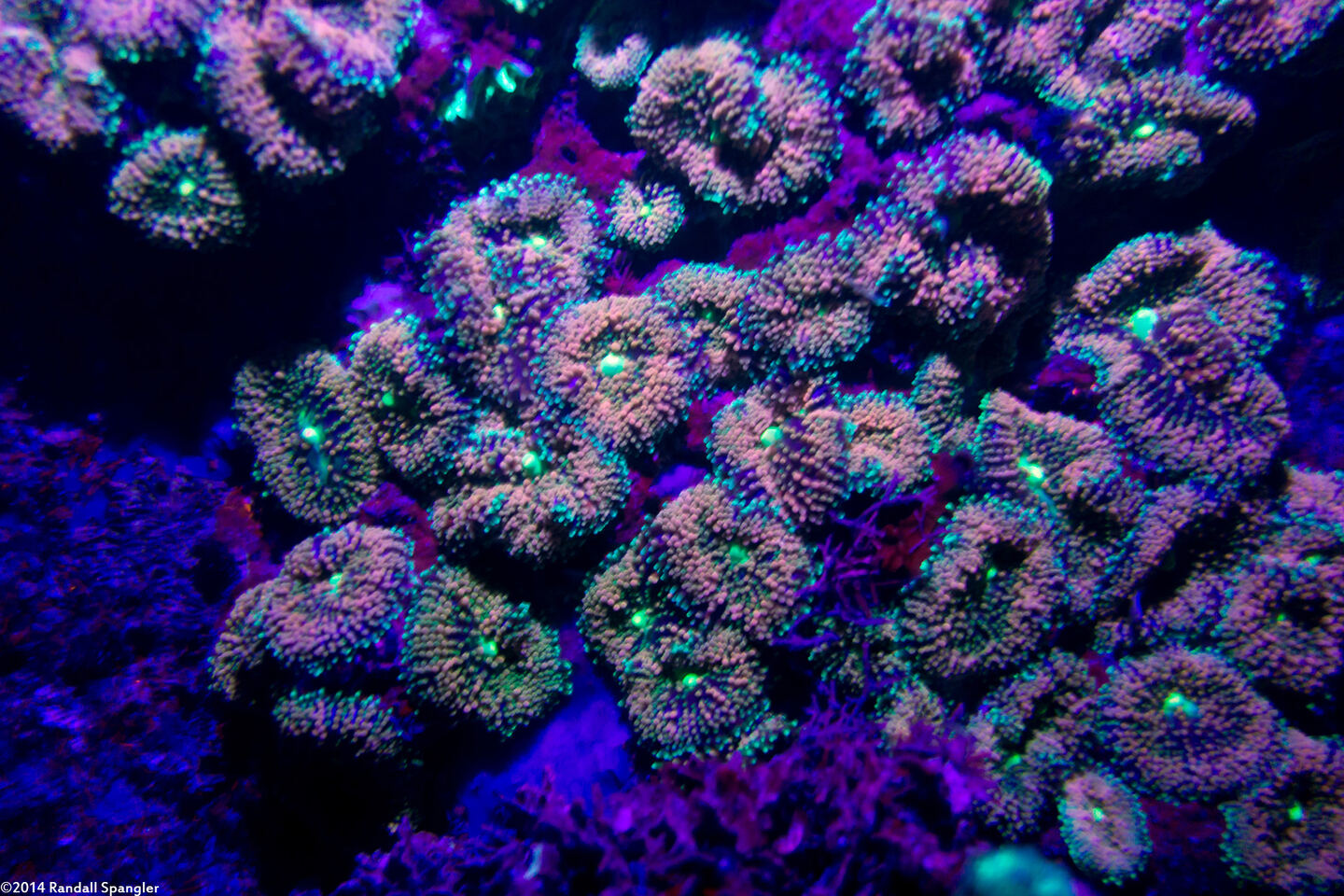 Ricordea florida (Florida Corallimorph)