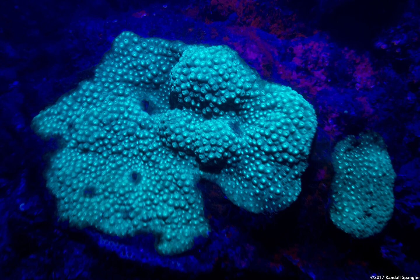 Orbicella faveolata (Mountainous Star Coral)