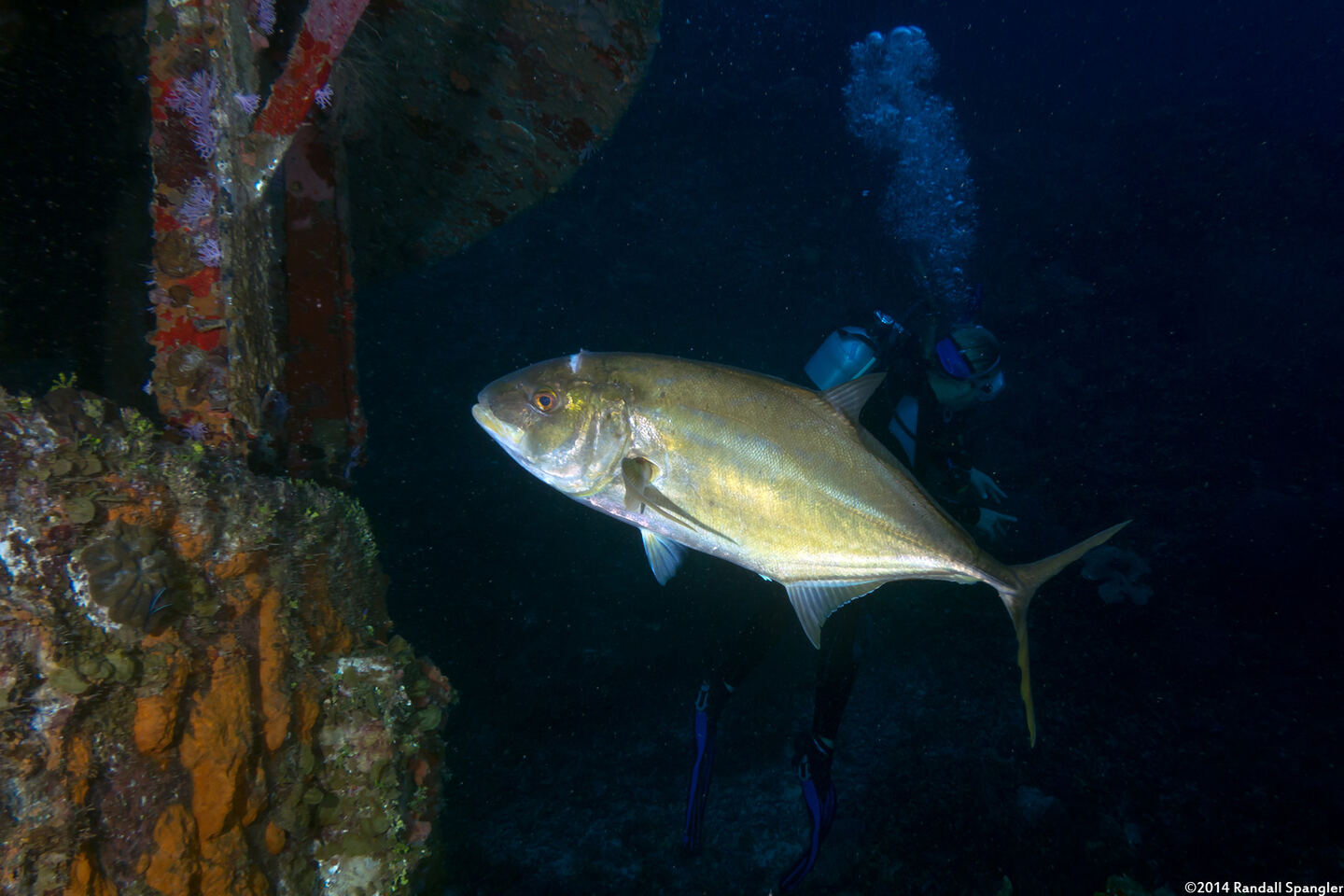 Caranx bartholomaei (Yellow Jack)