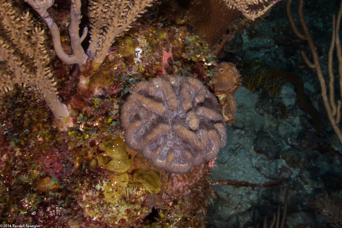 Mycetophyllia lamarckiana (Ridged Cactus Coral)