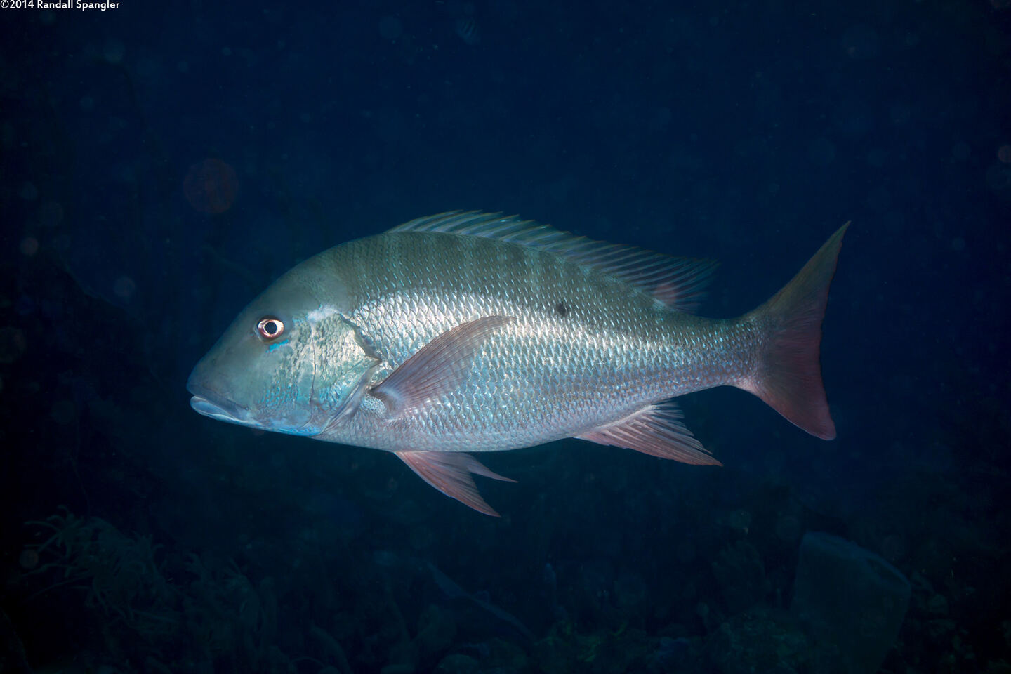 Lutjanus analis (Mutton Snapper)
