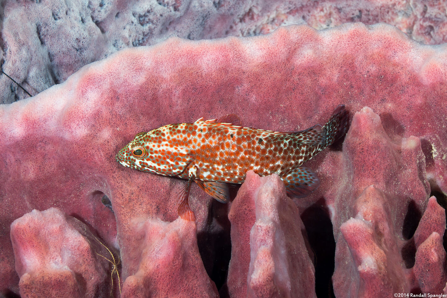 Cephalopholis cruentata (Graysby)