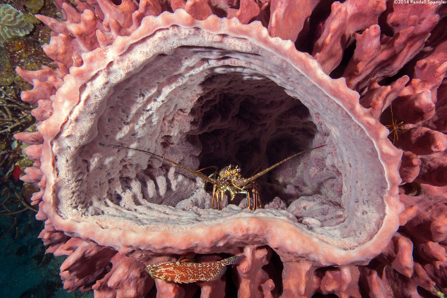 Panulirus argus (Caribbean Spiny Lobster)