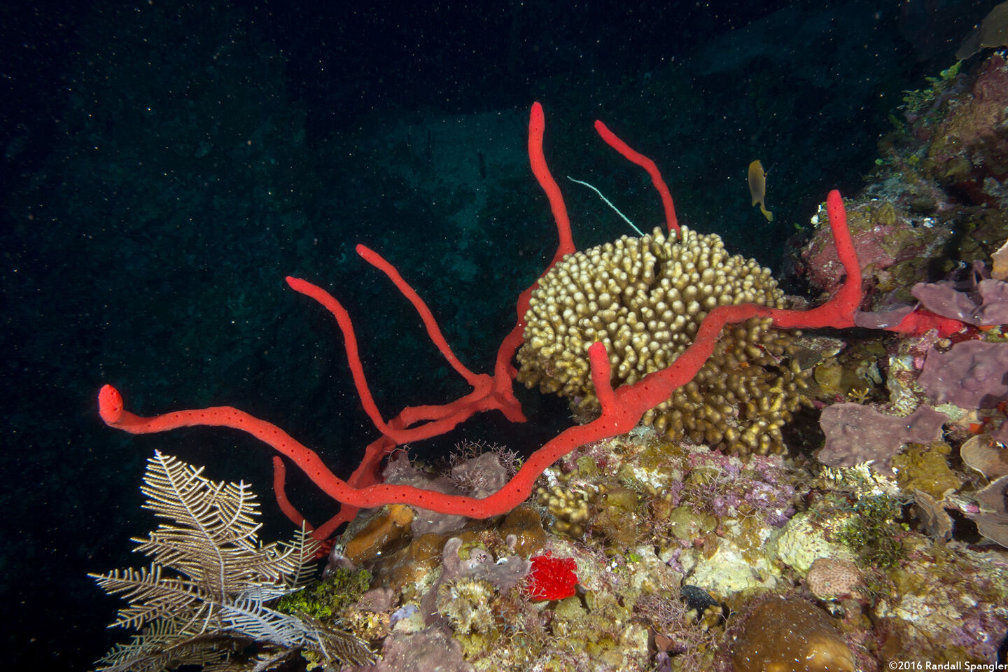 Amphimedon compressa (Erect Rope Sponge)