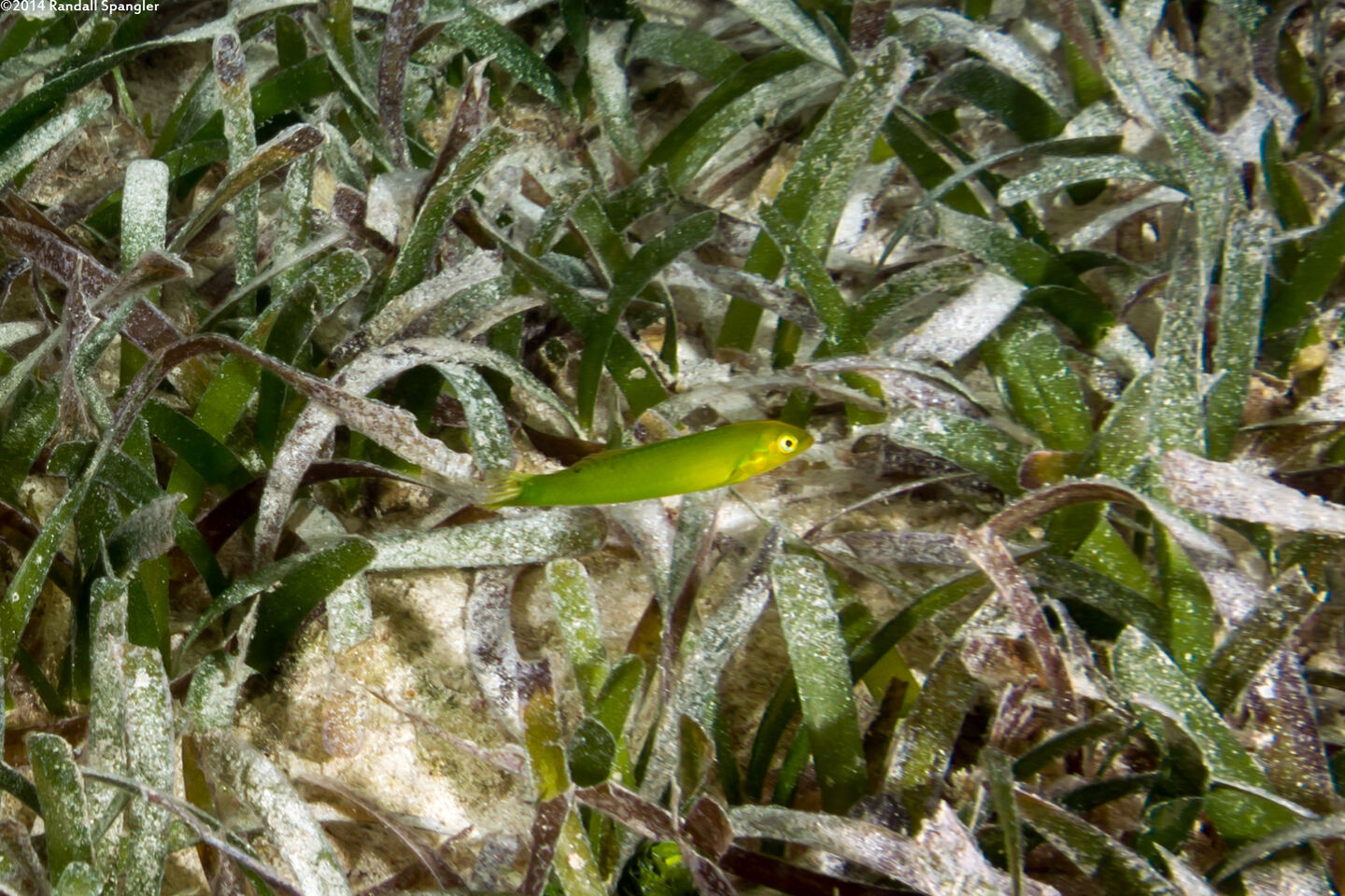 Halichoeres poeyi (Blackear Wrasse)