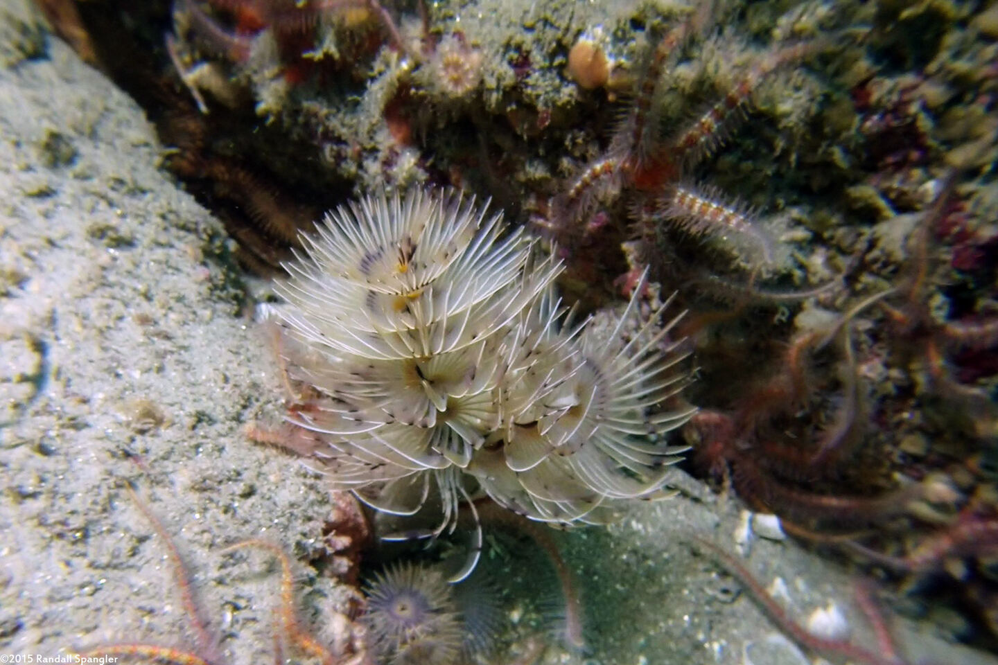 Bispira sp.4 (Bispira sp.4)