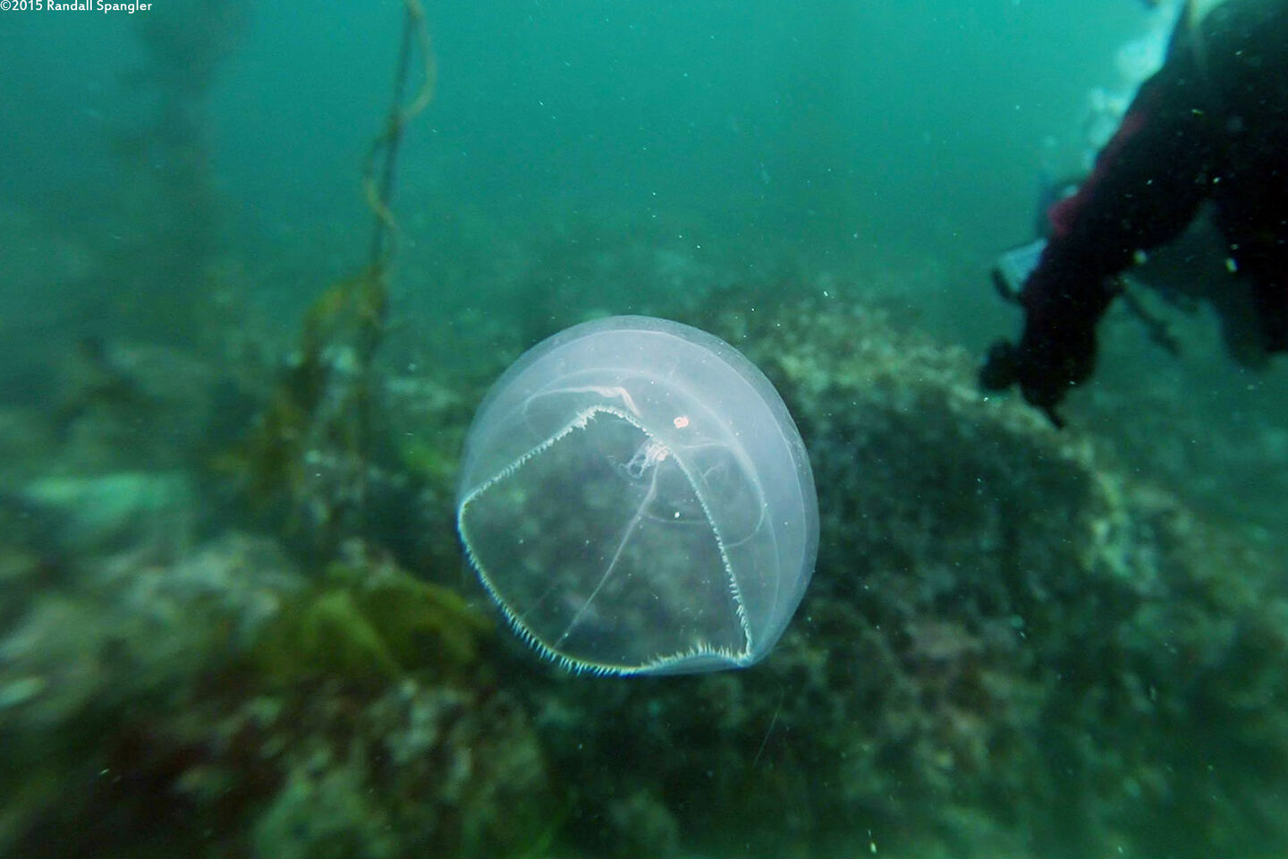 Mitrocoma cellularia (Cross Jelly)