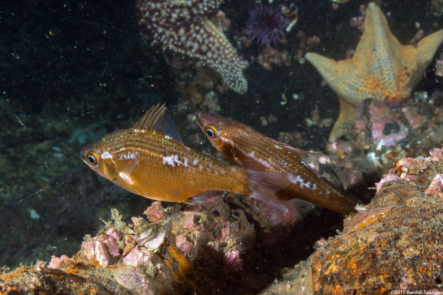 Brachyistius frenatus (Kelp Perch)