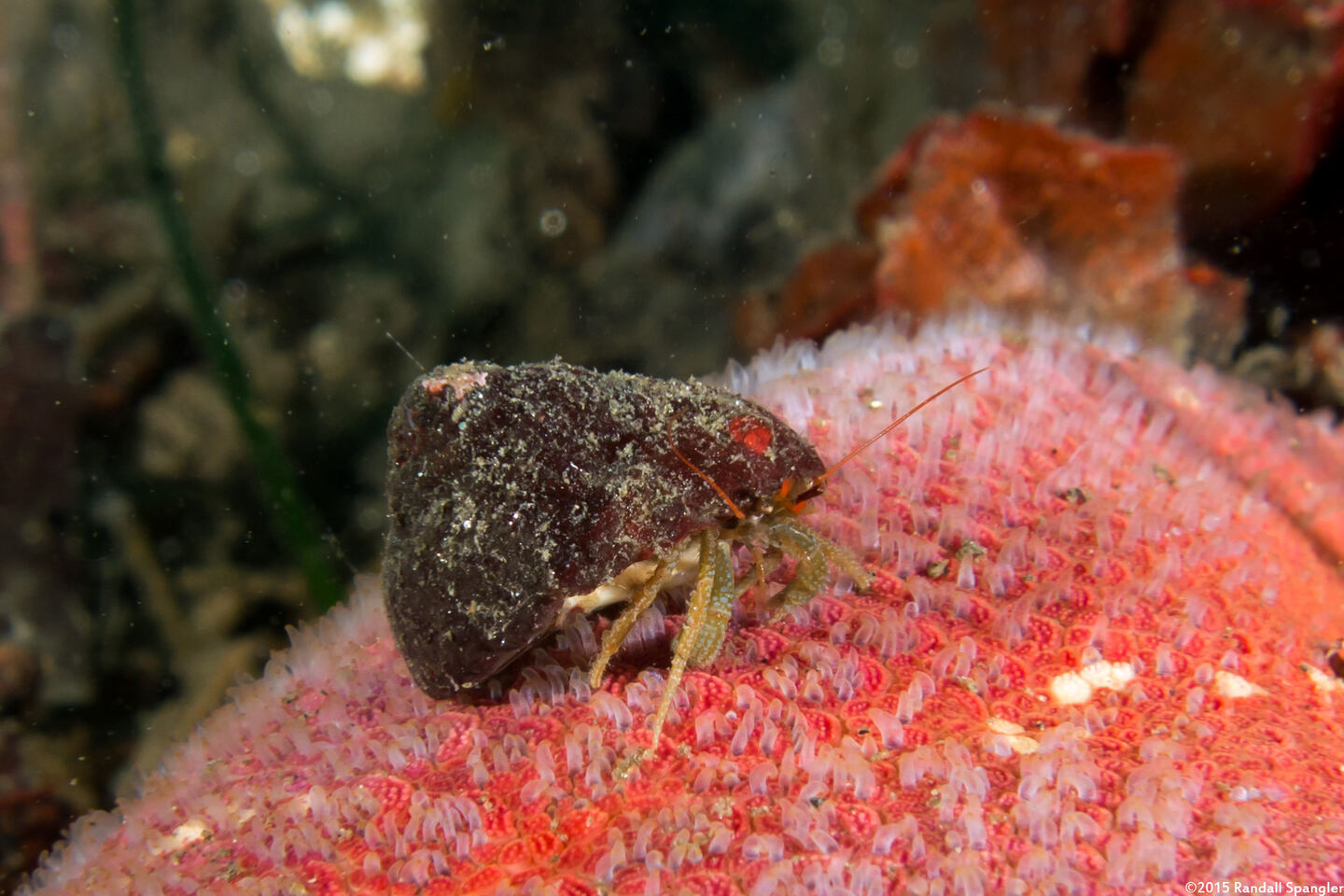 Pagurus granosimanus (Grainyhand Hermit Crab)