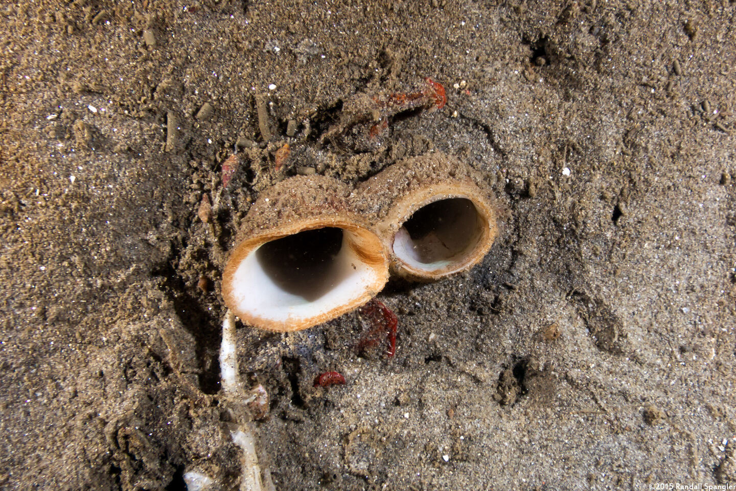 Panopea generosa (Geoduck Clam)
