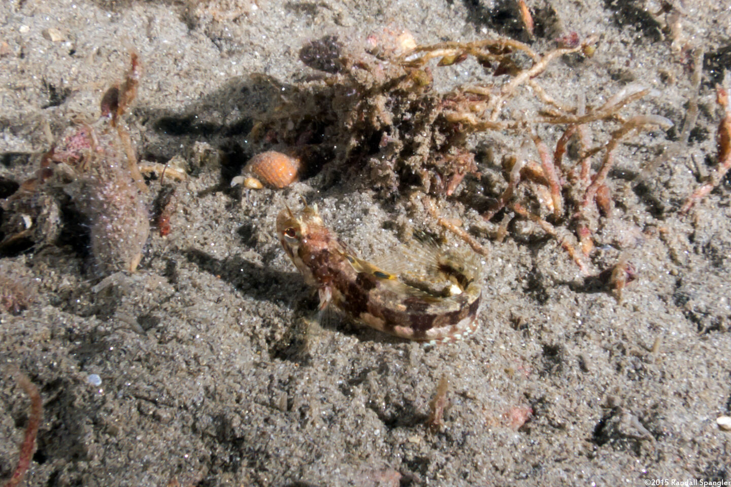 Neoclinus blanchardi (Sarcastic Fringehead)