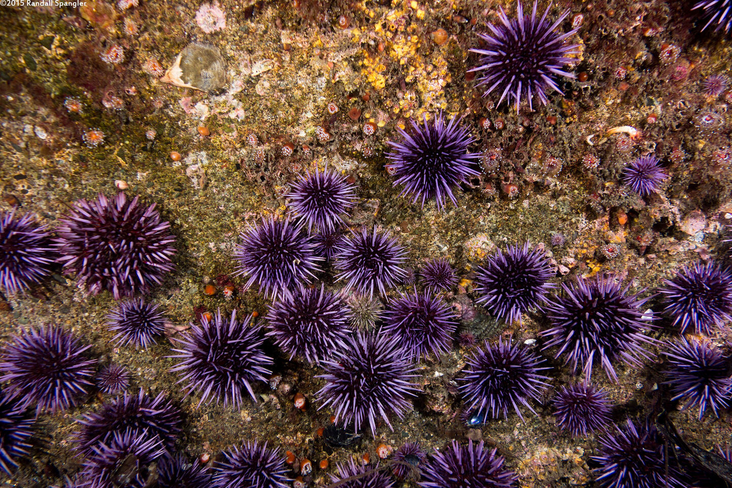Strongylocentrotus purpuratus (Purple Sea Urchin)