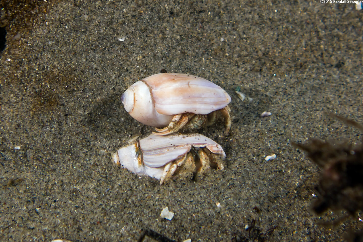 Isocheles pilosus (Moonsnail Hermit Crab)
