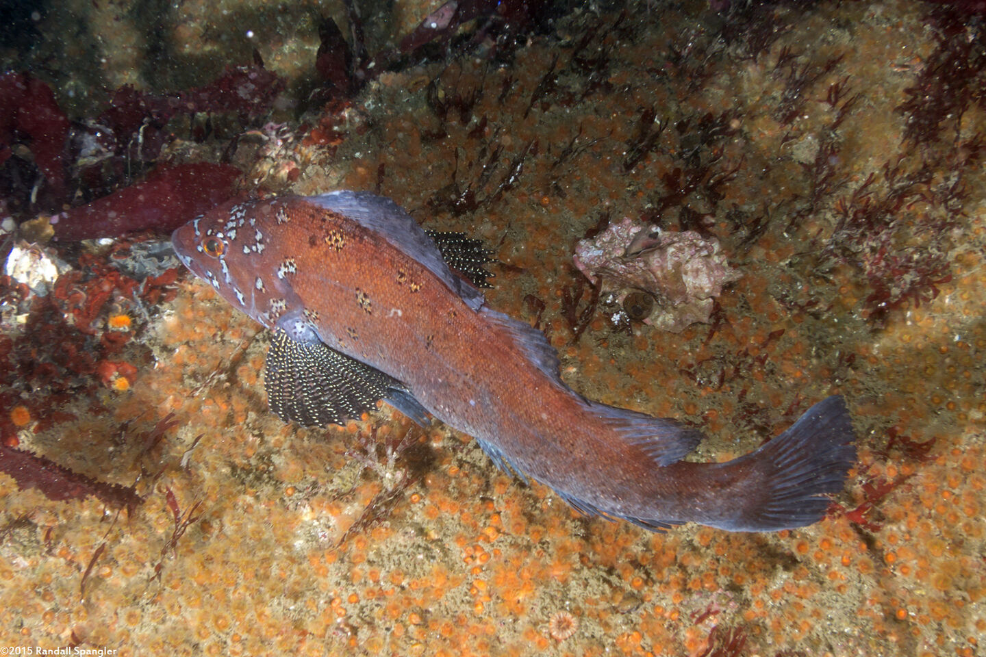 Hexagrammos decagrammus (Kelp Greenling)