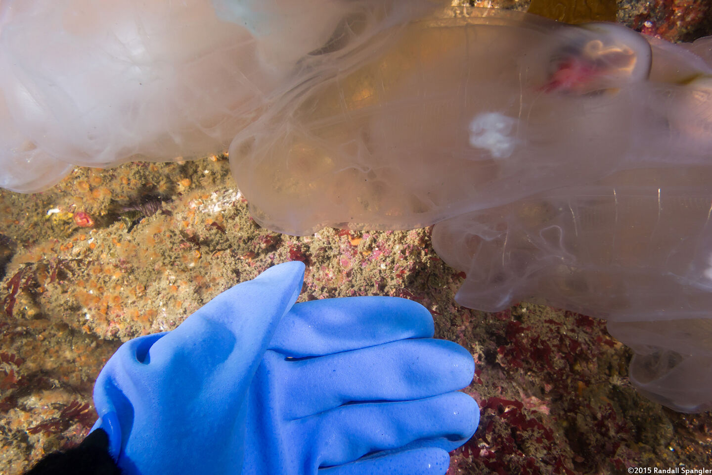 Thetys vagina (Pelagic Tunicate)