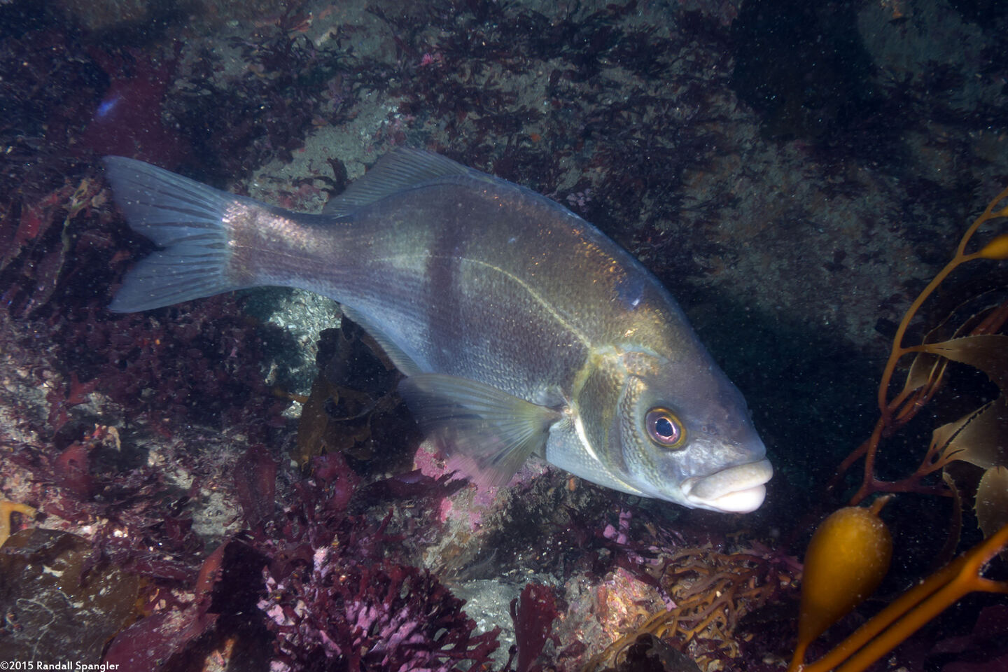 Rhacochilus toxotes (Rubberlip Seaperch)
