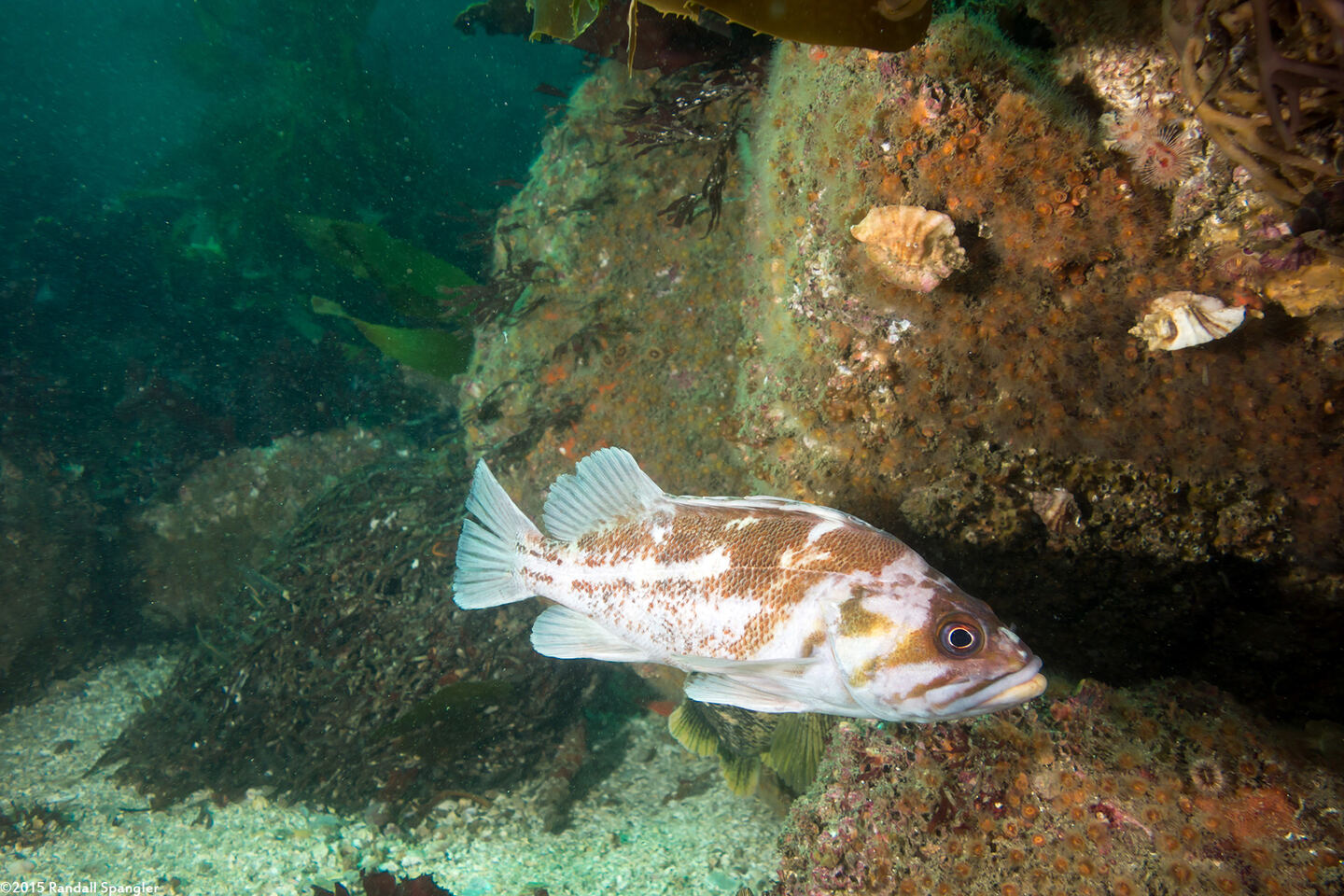 Sebastes caurinus (Copper Rockfish)