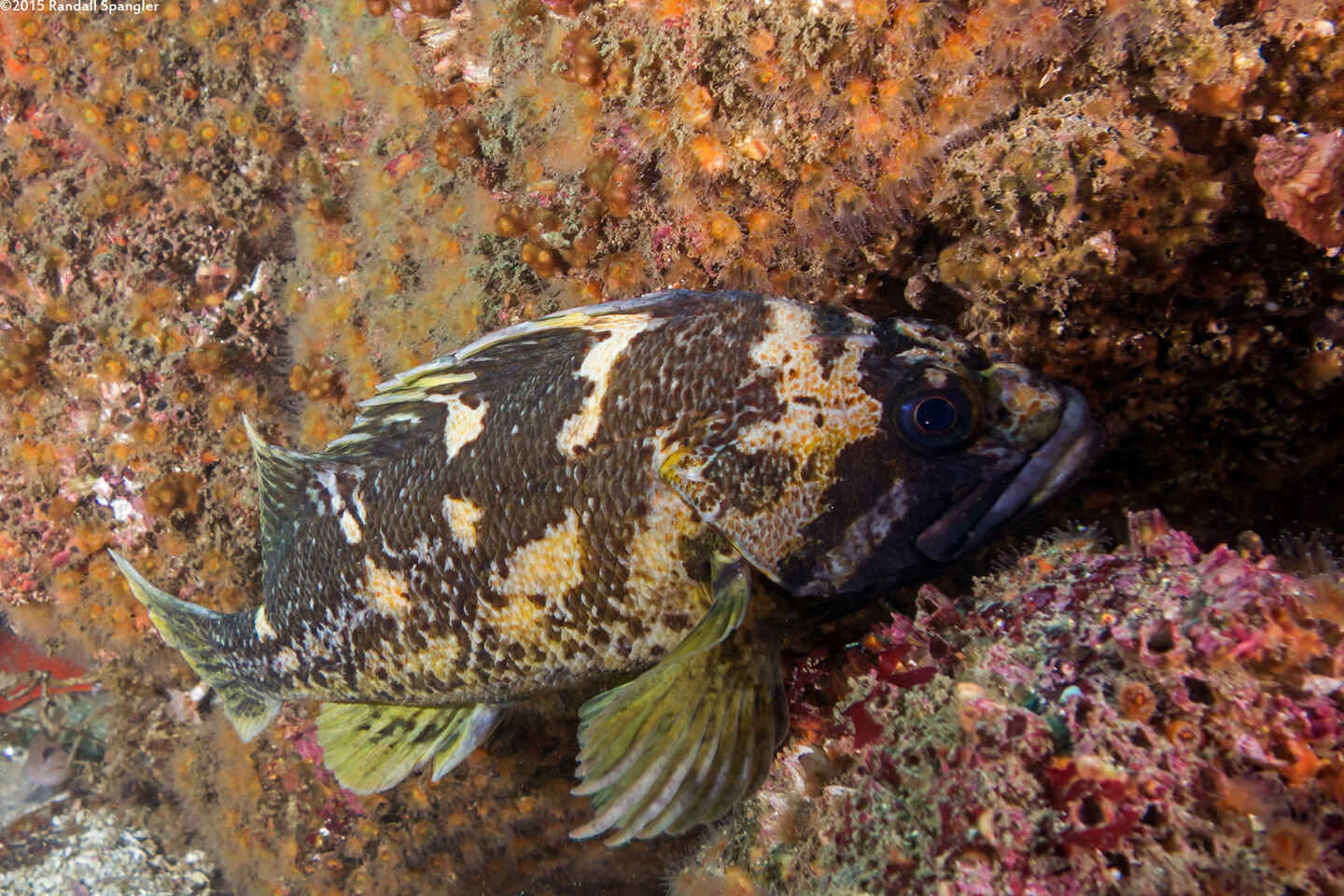 Sebastes chrysomelas (Black-and-Yellow Rockfish)