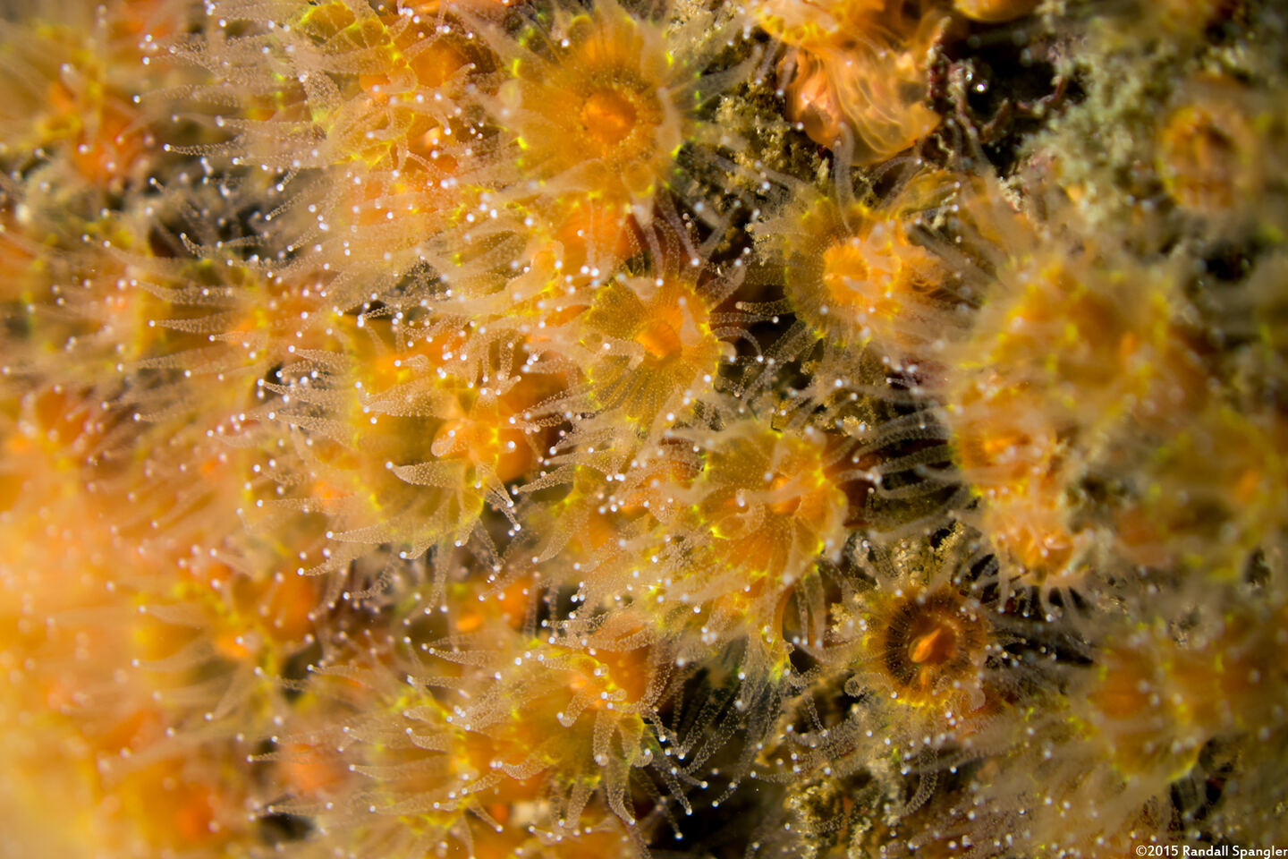 Astrangia haimei (Astrangia Haimei)