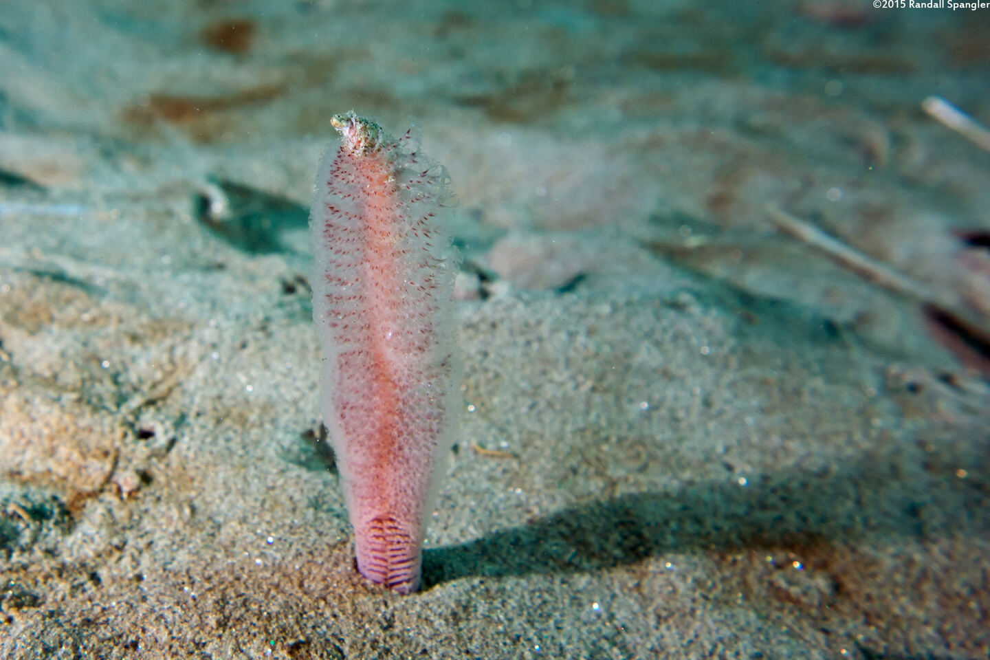 Stylatula elongata (White Sea Pen)