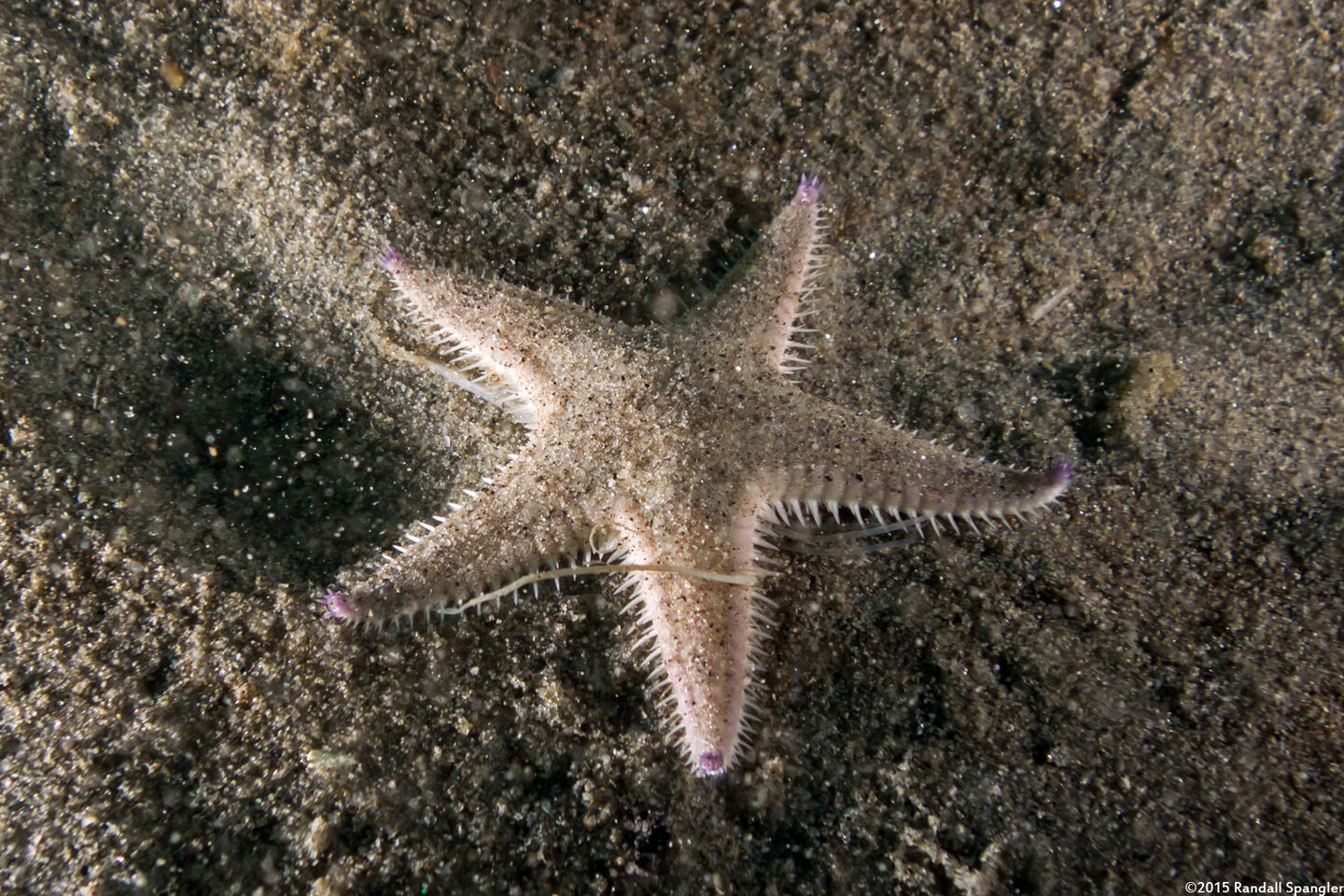 Astropecten armatus (Spiny Sand Star)