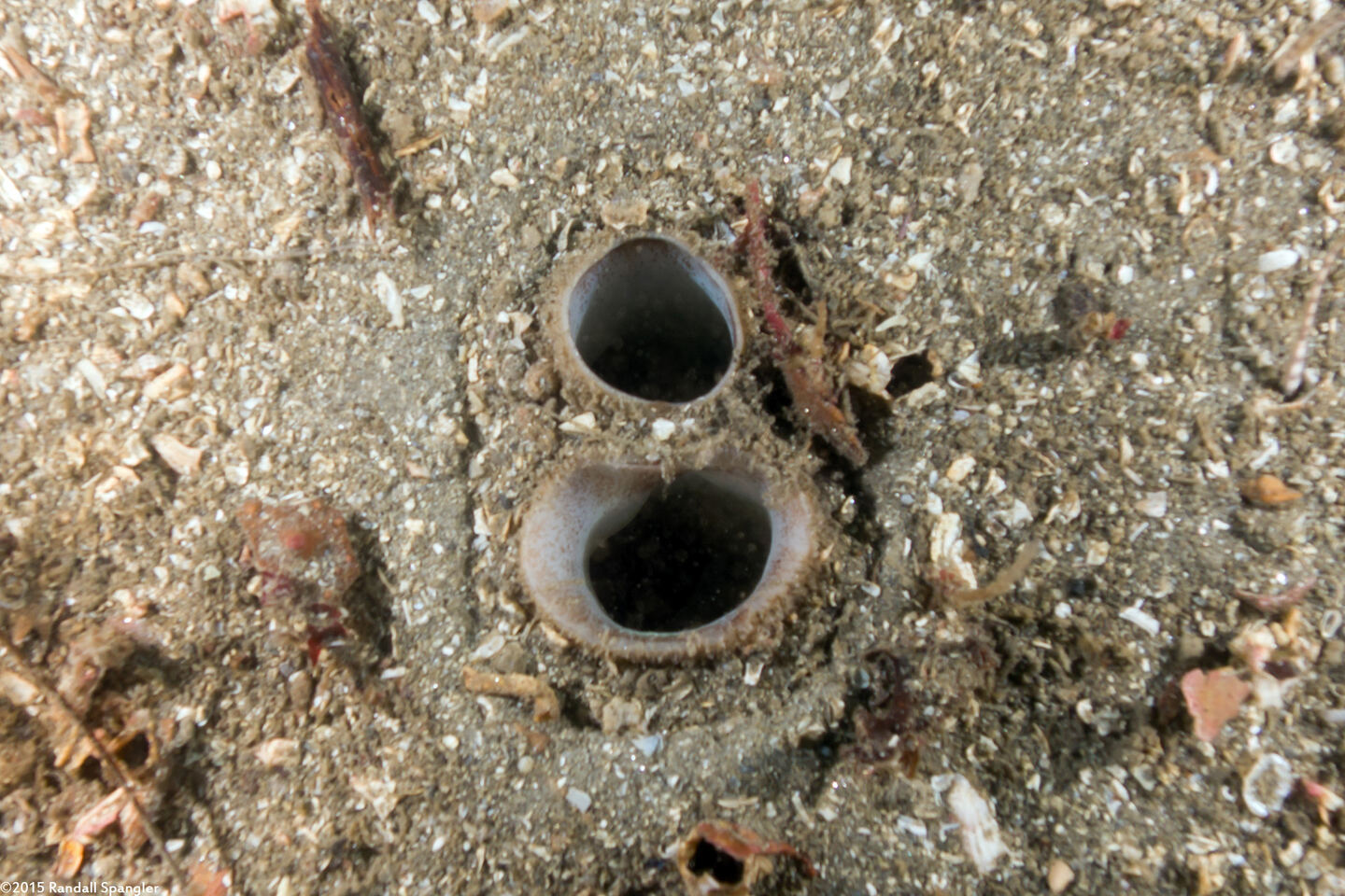 Panopea generosa (Geoduck Clam)
