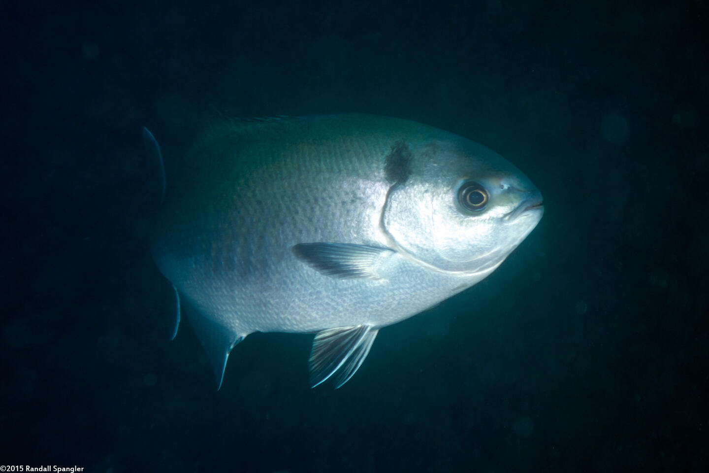 Medialuna californiensis (Halfmoon)