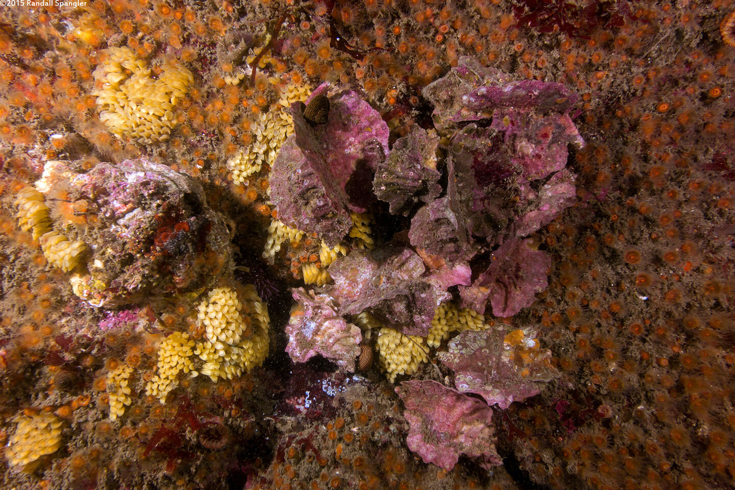 Ceratostoma foliatum (Leafy Hornmouth); Laying eggs