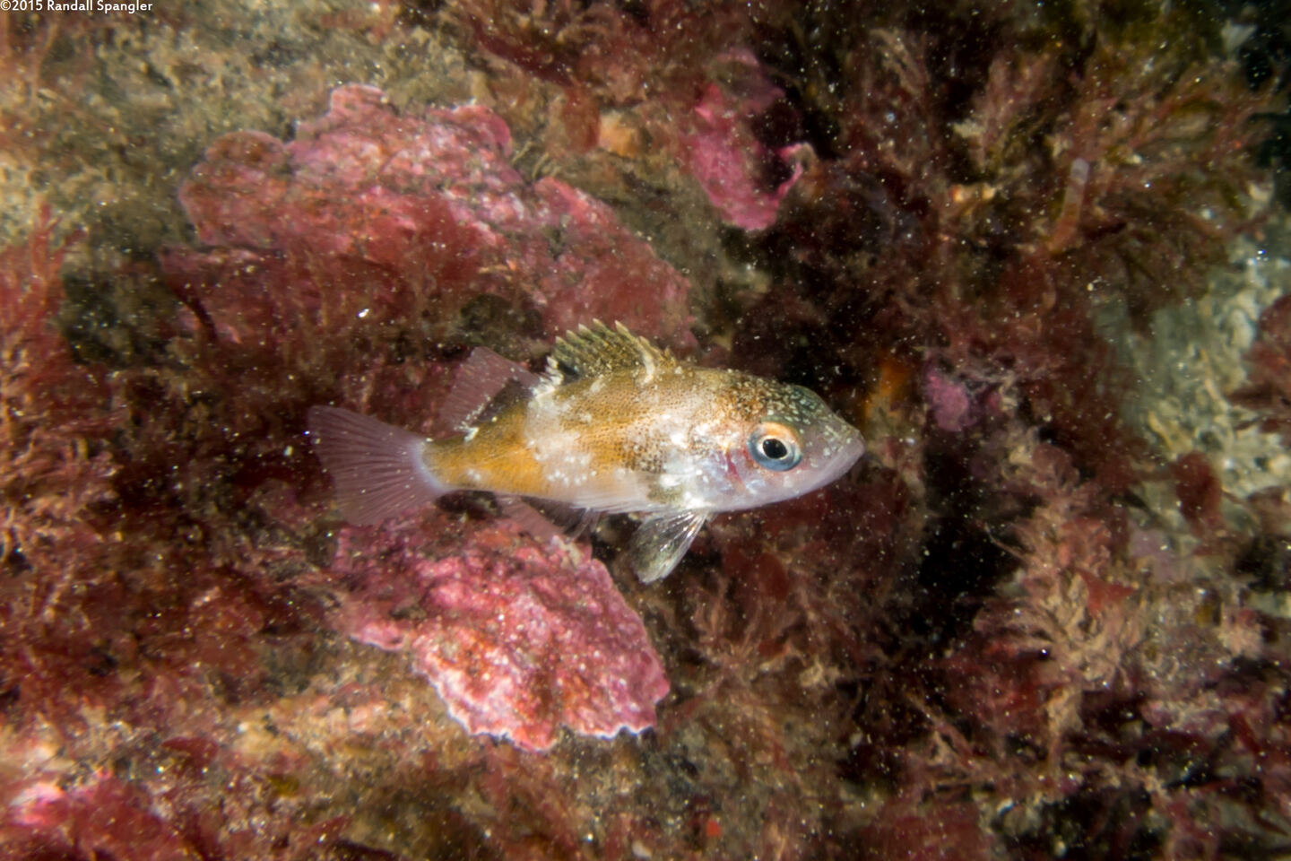 Sebastes miniatus (Vermilion Rockfish)