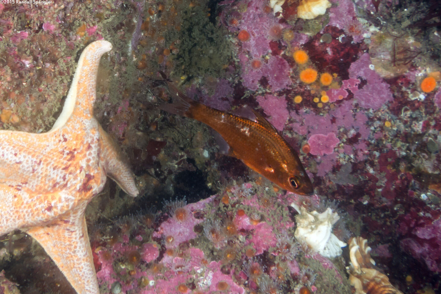Brachyistius frenatus (Kelp Perch)