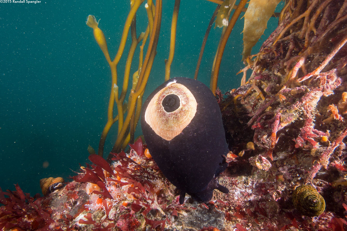 Megathura crenulata (Giant Keyhole Limpet)