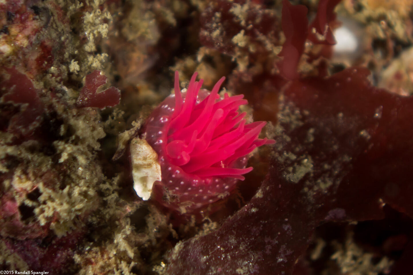 Urticina eques (White-Spotted Rose Anemone)