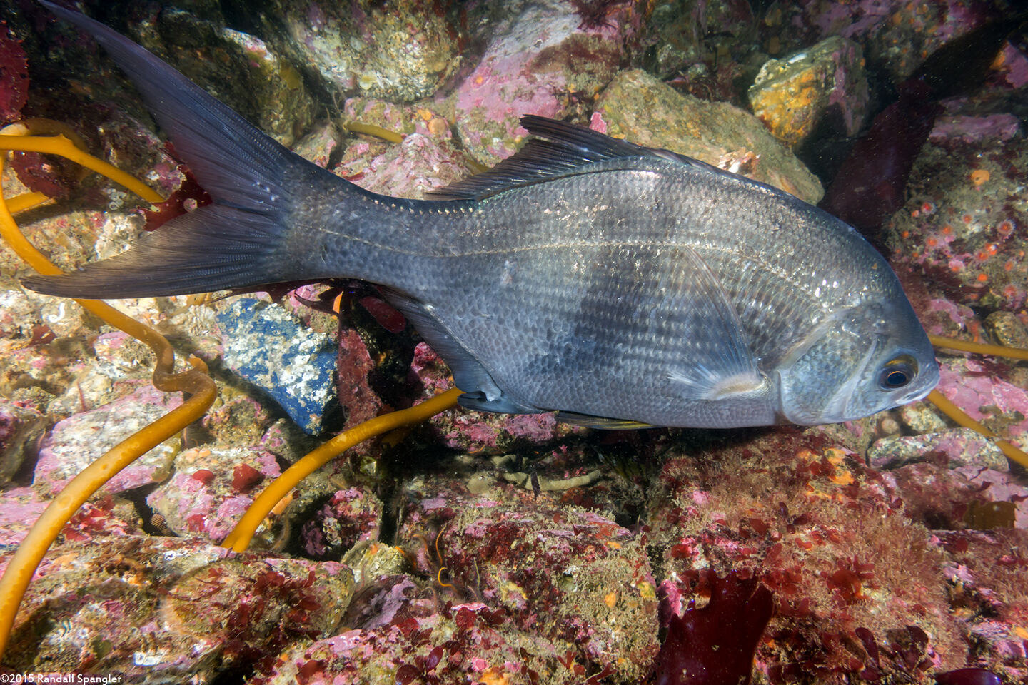 Rhacochilus vacca (Pile Perch)