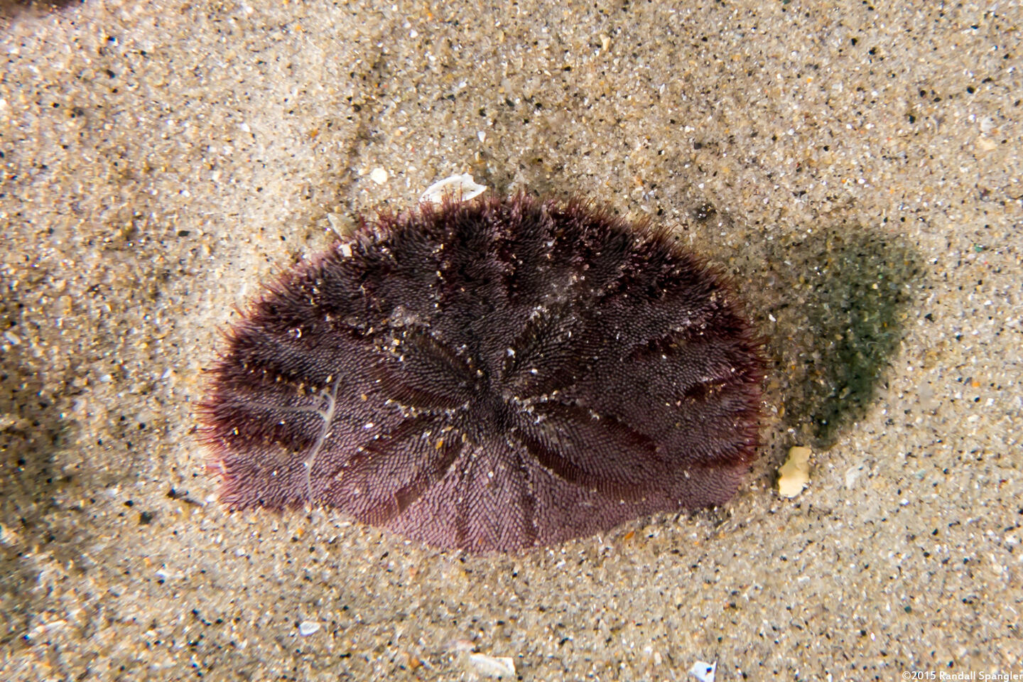 Dendraster excentricus (Sand Dollar)
