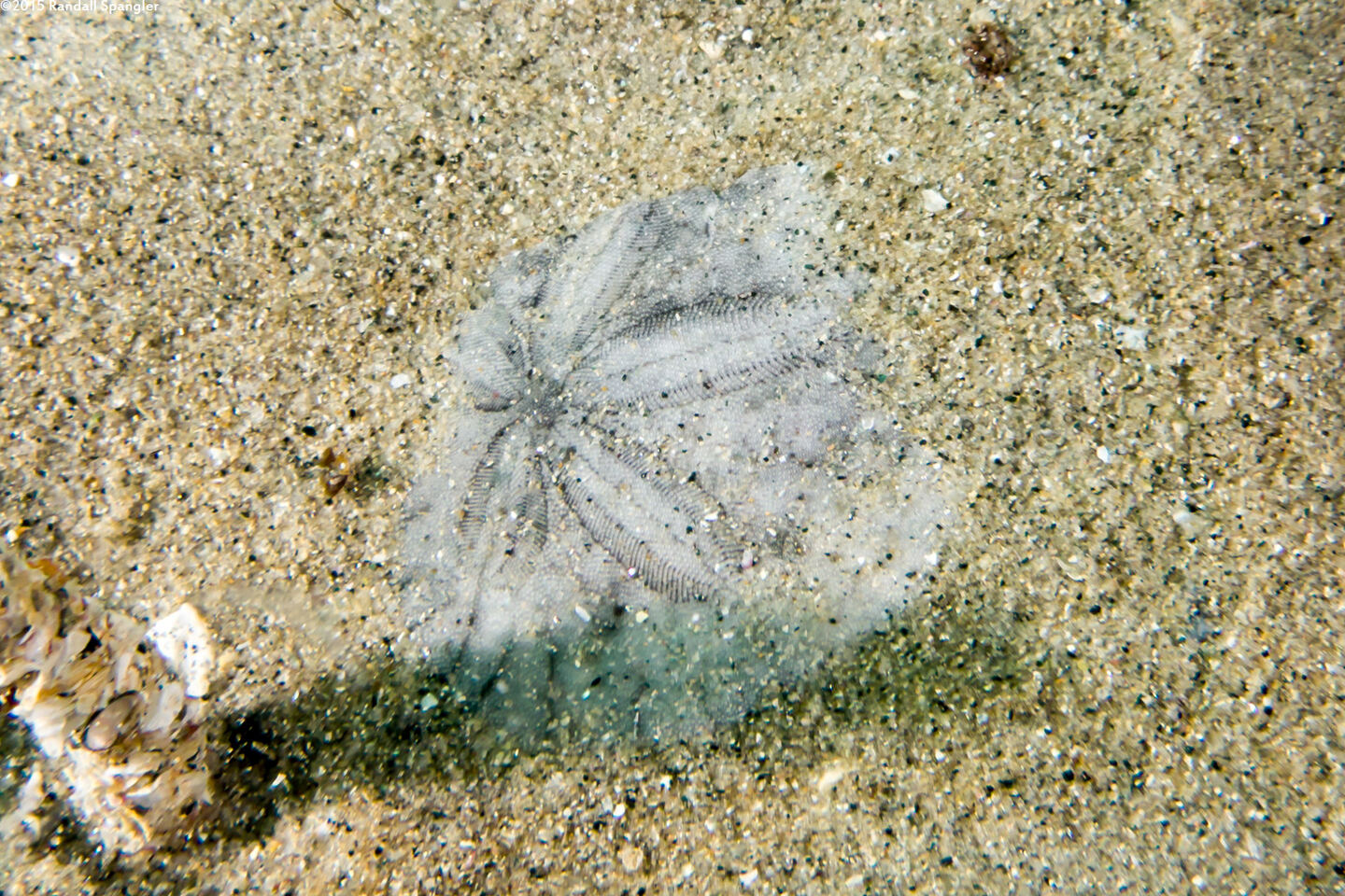 Dendraster excentricus (Sand Dollar); Urchin test (skeleton)