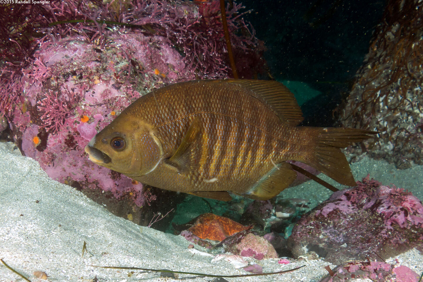 Embiotoca jacksoni (Black Perch)
