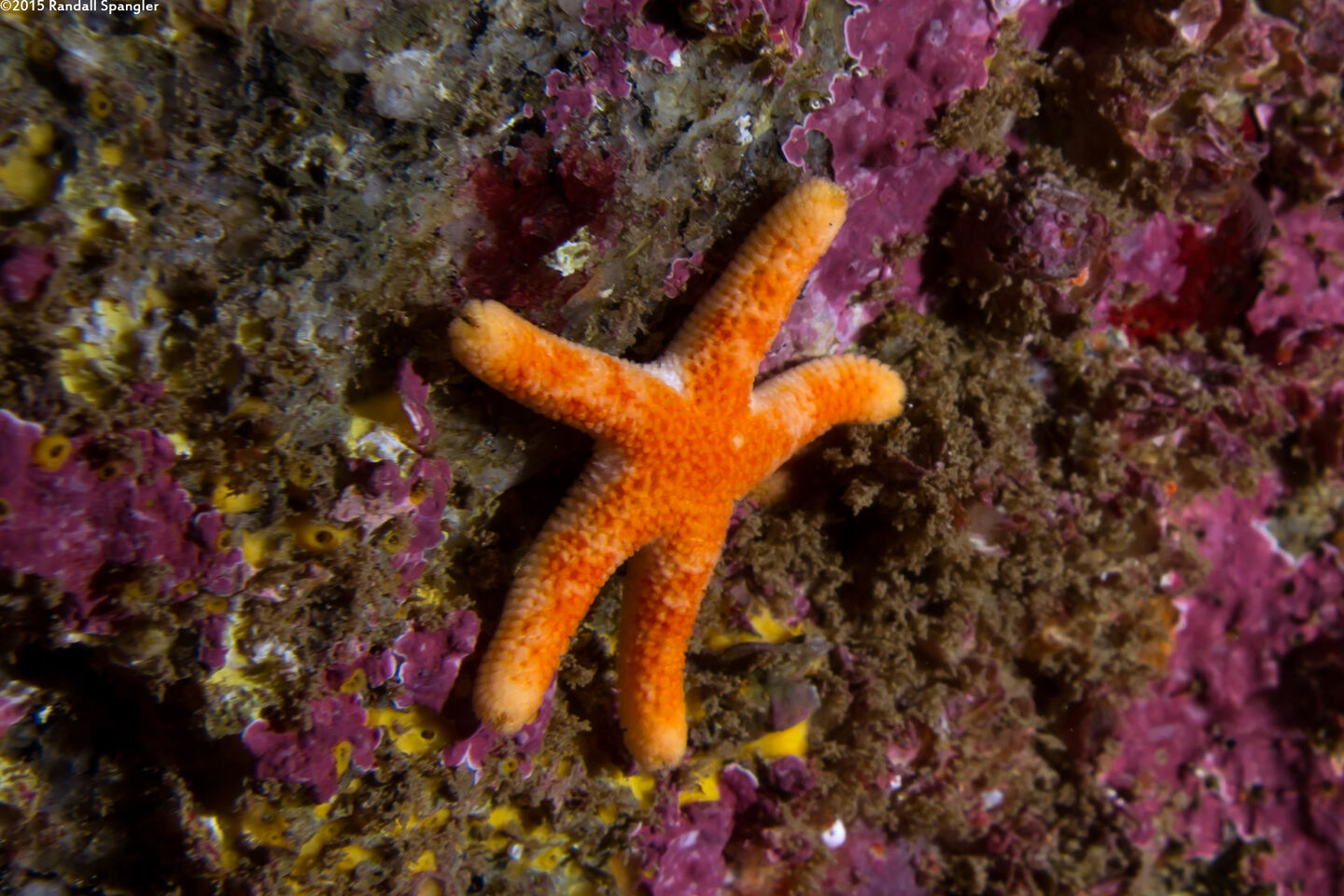 Henricia pumila (Dwarf Mottled Star)