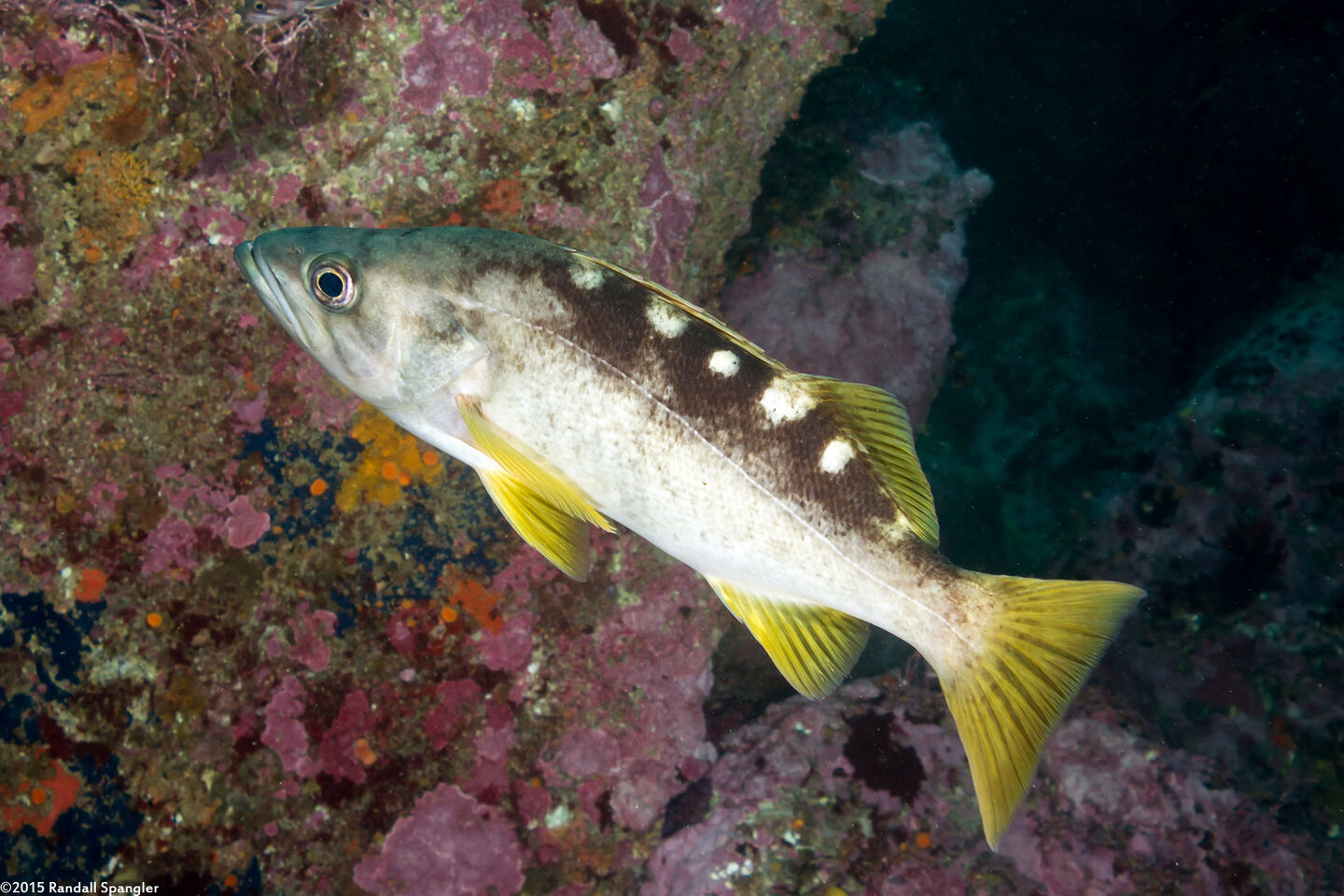 Sebastes flavidus (Yellowtail Rockfish)
