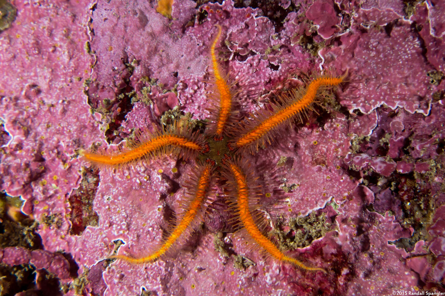 Ophiothrix spiculata (Spiny Brittle Star)