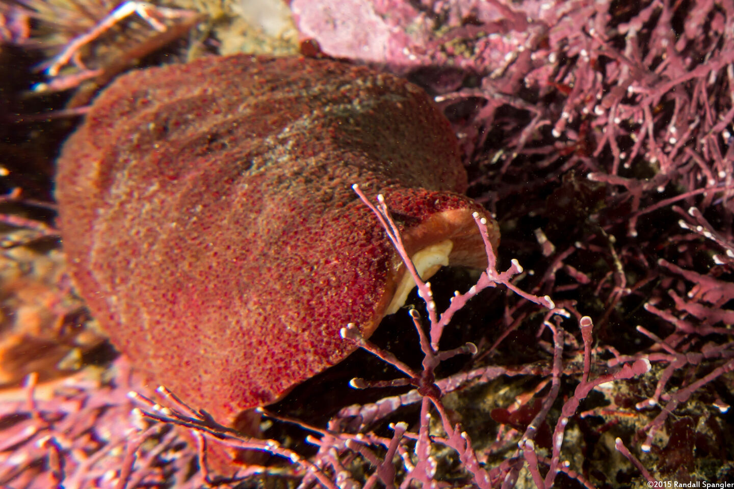Cryptochiton stelleri (Gumboot Chiton)
