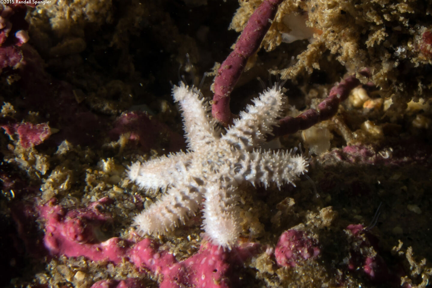 Leptasterias hexactis (Six-Arm Star)