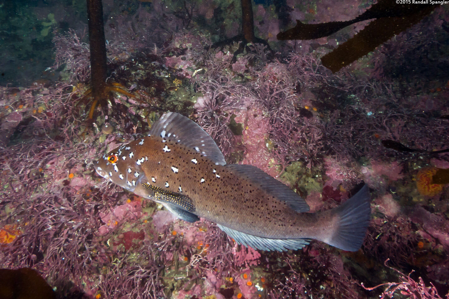 Hexagrammos decagrammus (Kelp Greenling)