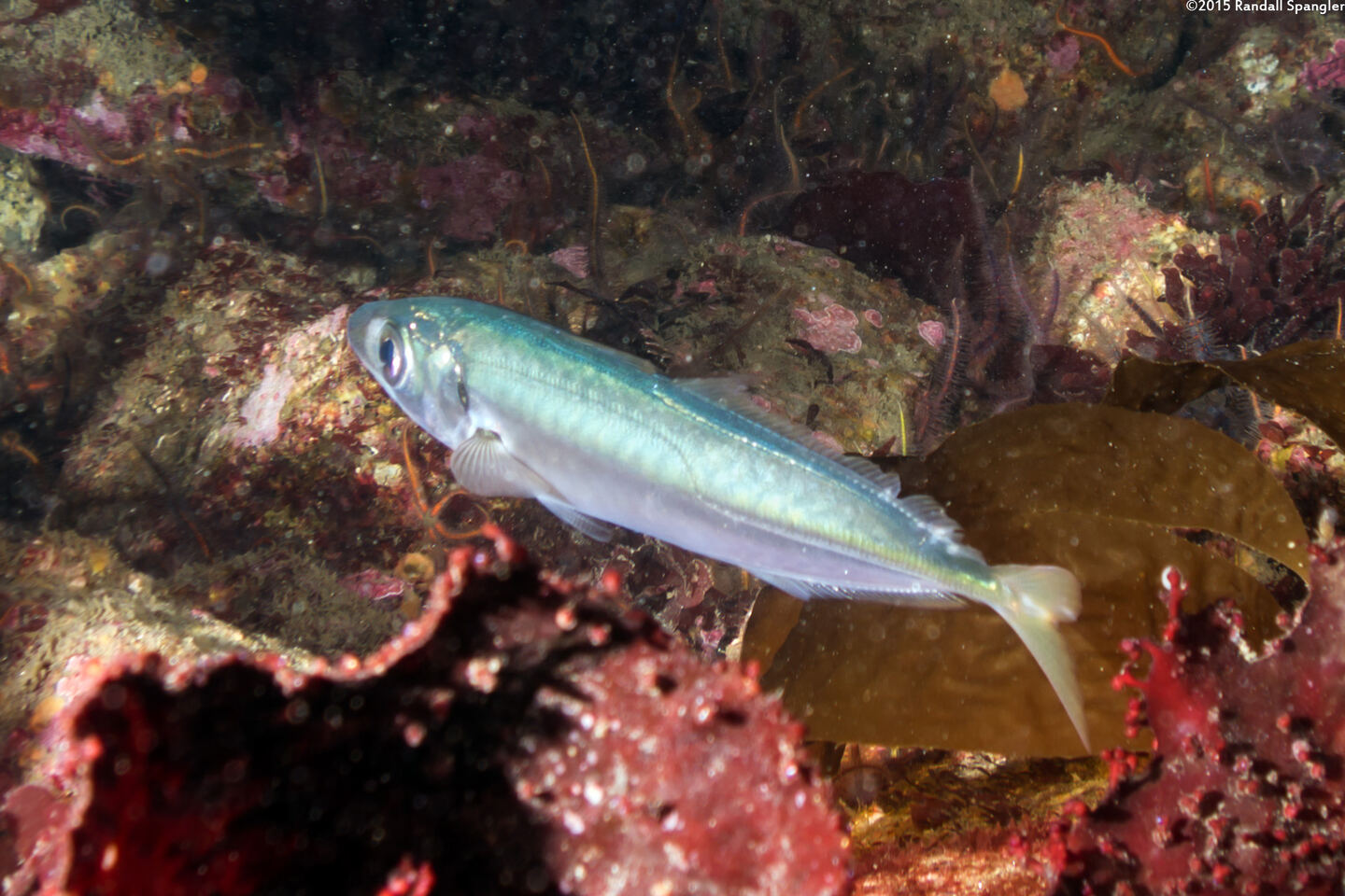 Trachurus symmetricus (Jack Mackerel)
