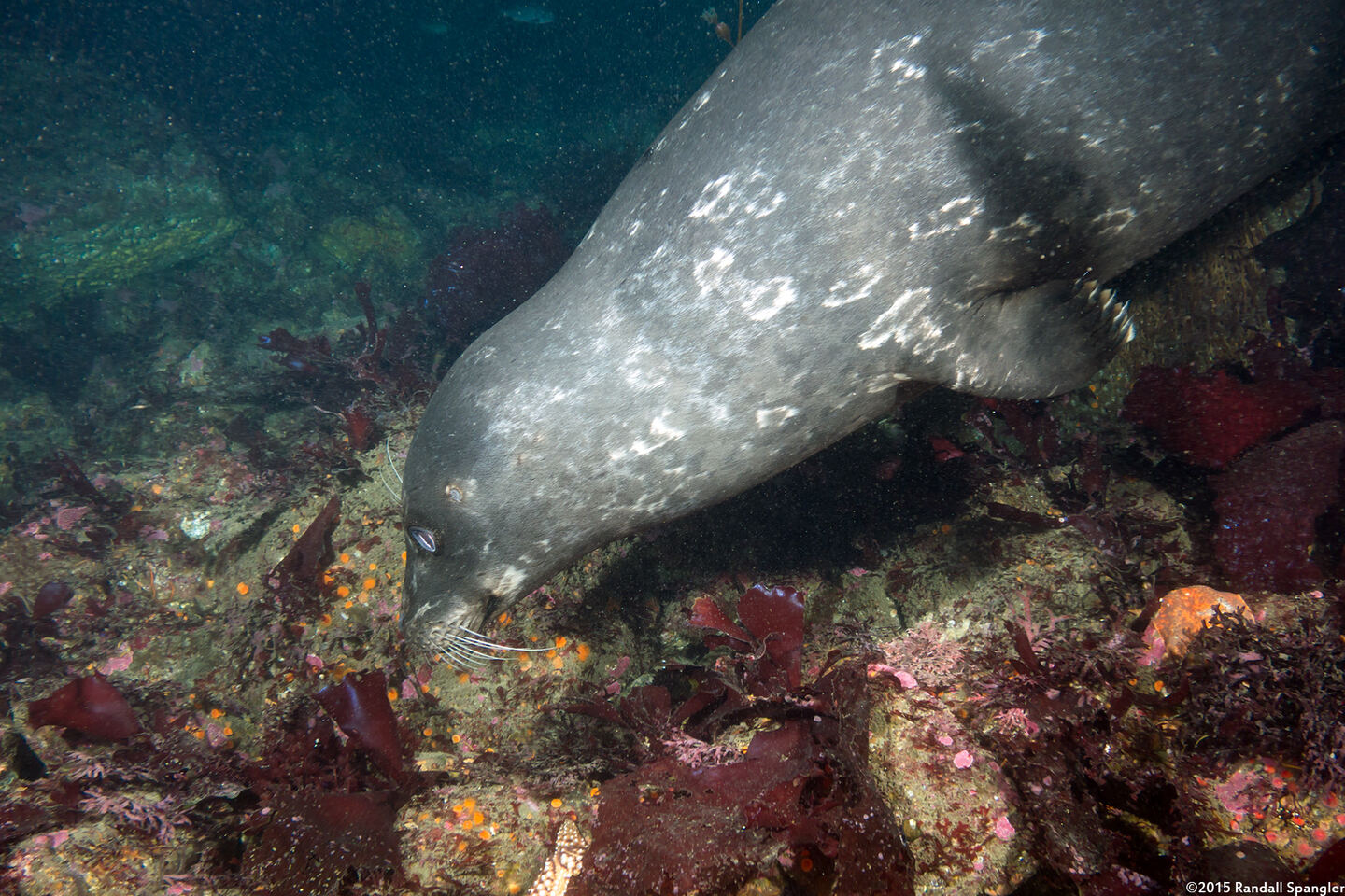 Phoca vitulina (Harbor Seal); Chewie